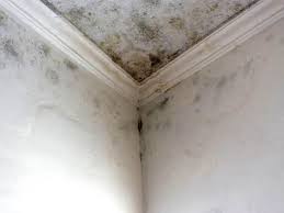 Emerald Mountain, AL Mold Removal Services Company