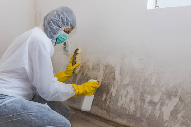 Mold Documentation for Insurance Claims in Emerald Mountain, AL