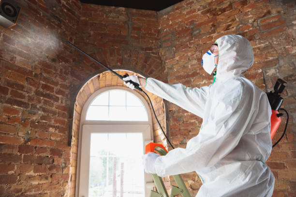  Emerd Mountain, AL Mold Removal Services Pros